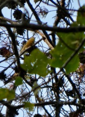 Cedar Waxwing