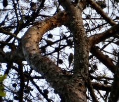 Cedar Waxwings on a date
