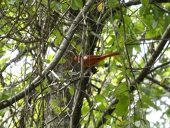 Male Cardinal
