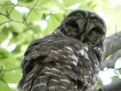 Barred Owl