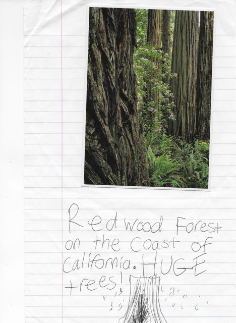 Redwood_Forest