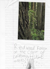 Redwood_Forest