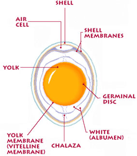 Anatomy Of An Egg