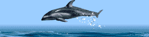 sea graphic
