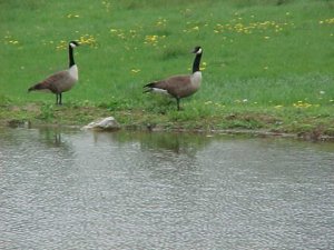 Geese at the Pond