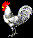 [chicken]