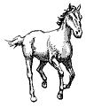 [horse]