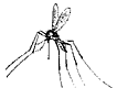 [mosquito]