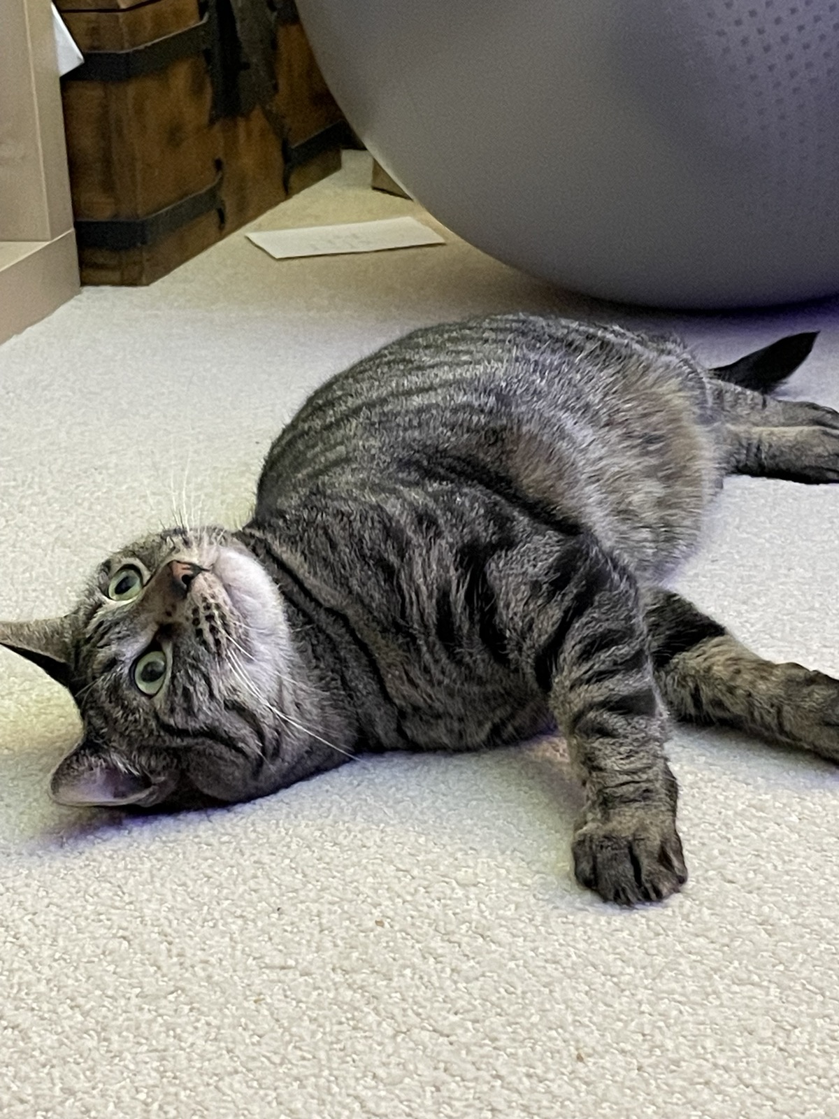 brown tabby being endearing